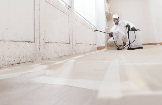 Black mold remediation team in Marysville